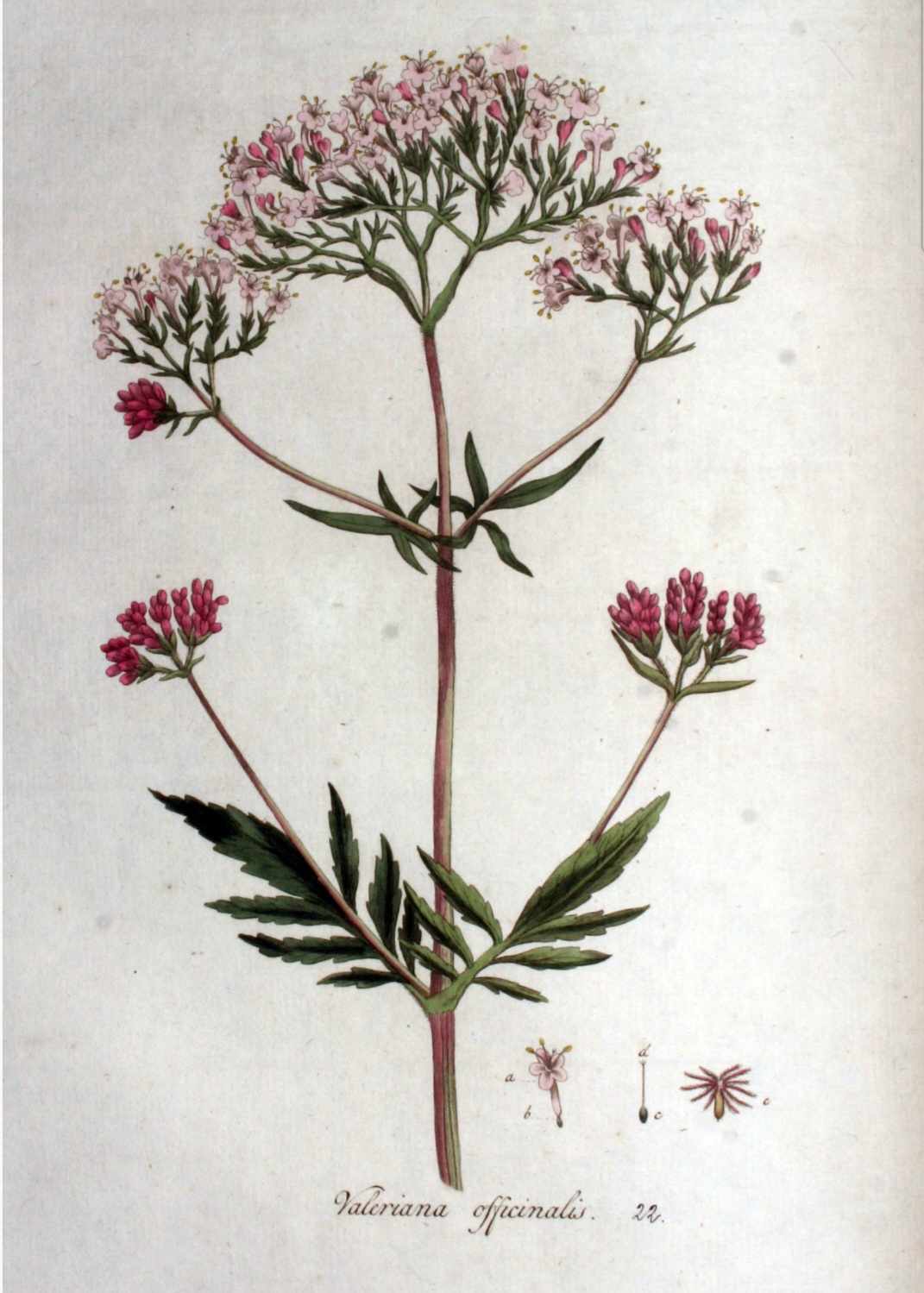 Vaistinis_valerijonas.jpg